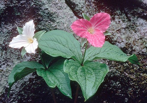 Great Smoky Mountains Wildflowers