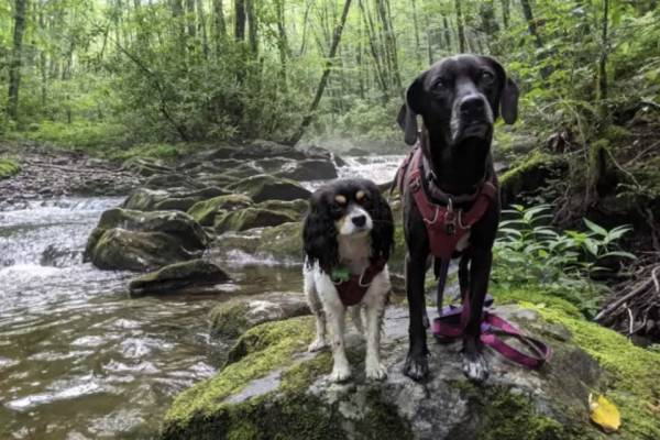 Acorn Ridge Cabin Rentals pet friendly