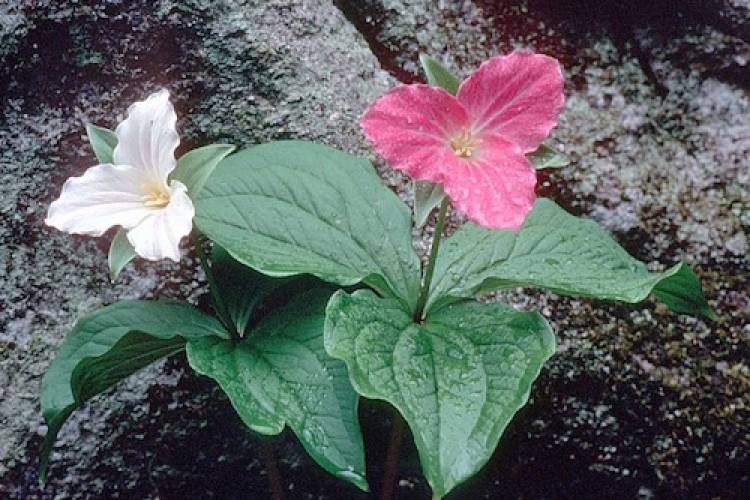 Great Smoky Mountains Wildflowers